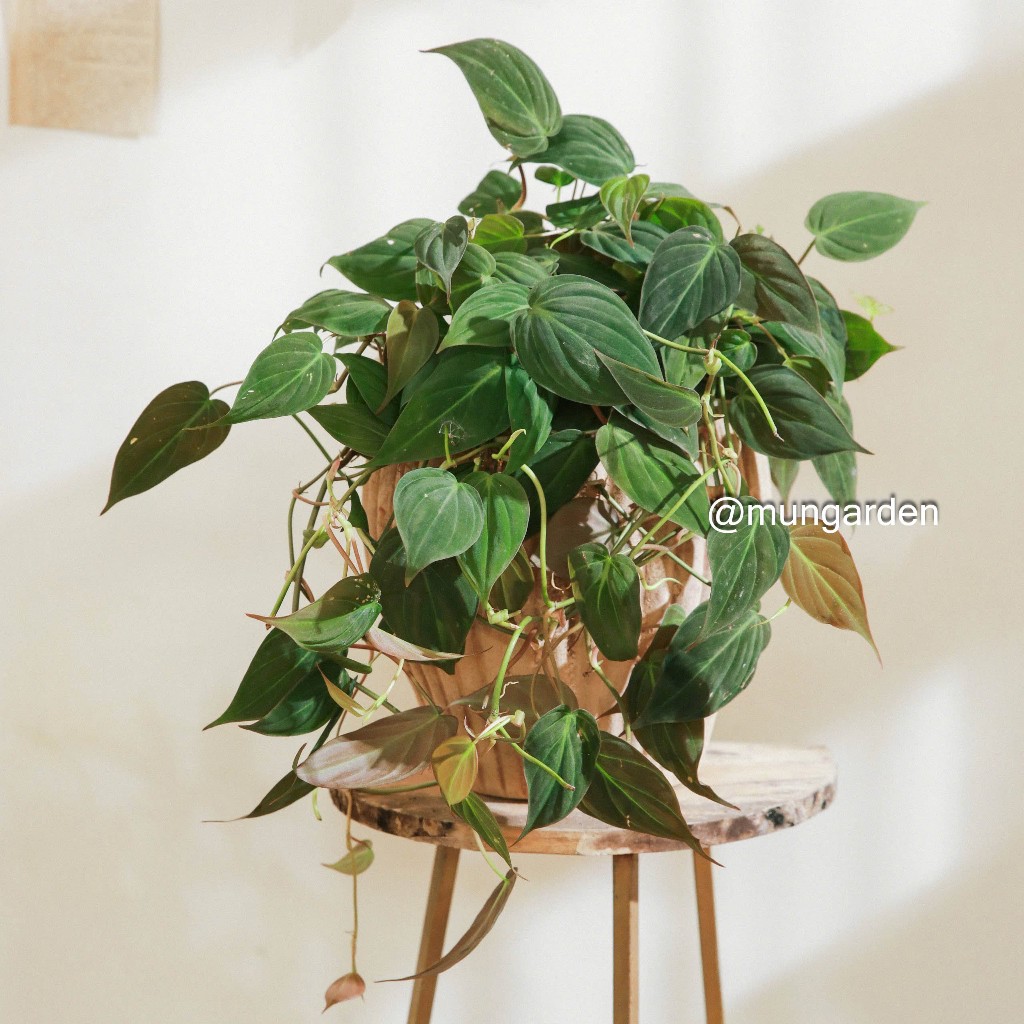 Trầu Bà Dây Rũ | Đủ Loại (hỏa tốc)