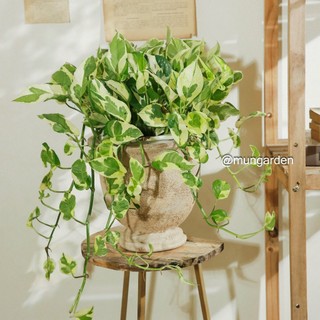 Trầu Bà Dây Rũ | Đủ Loại (hỏa tốc)