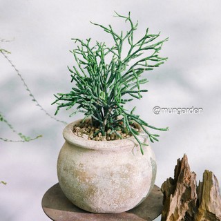Xương Rồng Xa Mạc (Đủ Loại) | Hỏa Tốc
