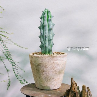 Xương Rồng Xa Mạc (Đủ Loại) | Hỏa Tốc