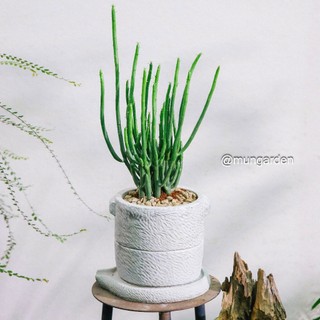Xương Rồng Xa Mạc (Đủ Loại) | Hỏa Tốc