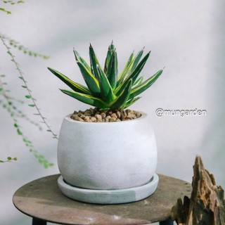 Xương Rồng Xa Mạc (Đủ Loại) | Hỏa Tốc