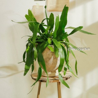Cây Quỳnh Xanh/ Đỏ