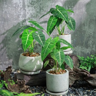 Alocasia Frydek | Môn Nhung Xanh (hóa tốc)