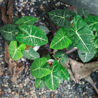 Alocasia Frydek | Môn Nhung Xanh (hóa tốc)