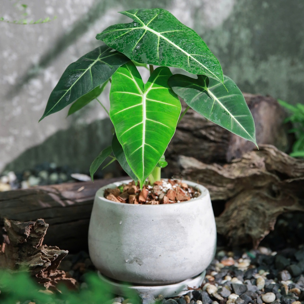 Alocasia Frydek | Môn Nhung Xanh (hóa tốc)