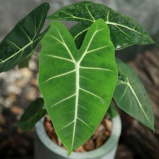 Alocasia Frydek | Môn Nhung Xanh (hóa tốc)