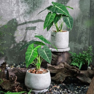 Alocasia Frydek | Môn Nhung Xanh (hóa tốc)