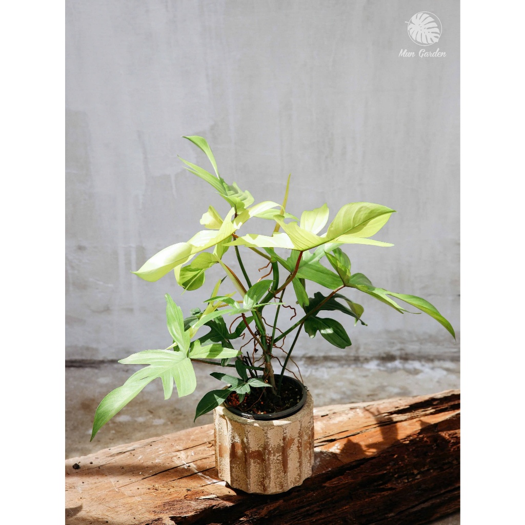 Philodendron Florida Ghost | Én Vàng (hỏa tốc)