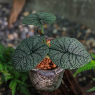 Alocasia Melo