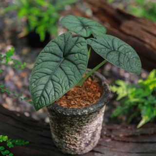 Alocasia Melo