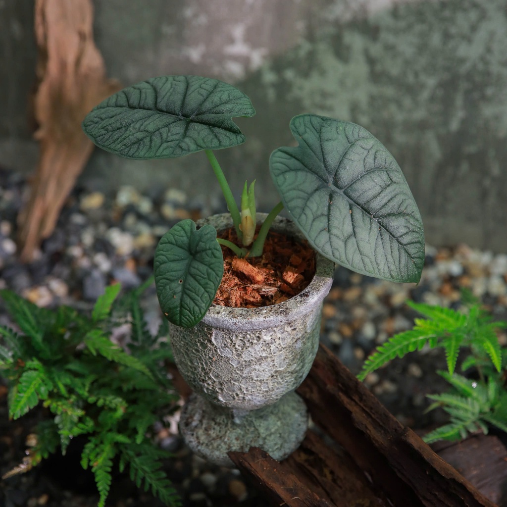 Alocasia Melo