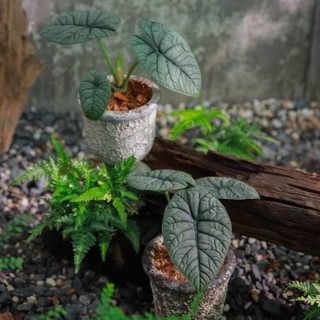 Alocasia Melo