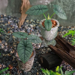 Alocasia Melo