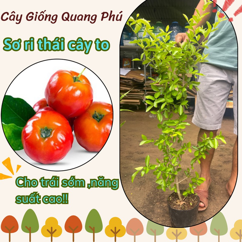 CÂY SƠRI THÁI Quang.Phú,CÂY CHIẾT CÀNH