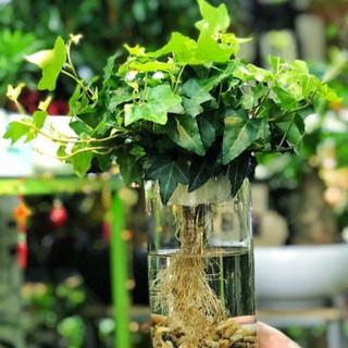 Hạt Giống Dây Thường Xuân (5-10 Hạt) CHÍNH HÃNG