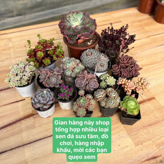  Sen đá sưu tầm nhiều loại 