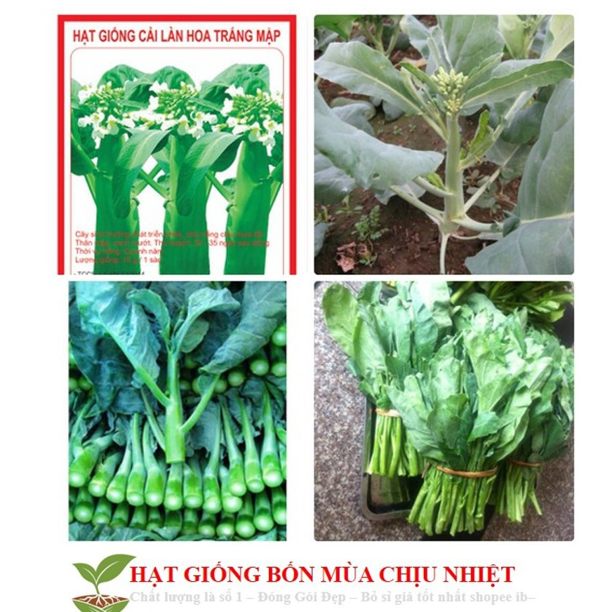 Hạt giống Cải Ngồng Mập Giống Mới Thân To Ngọt Đồng Đều Kháng Bệnh CHÍNH HÃNG