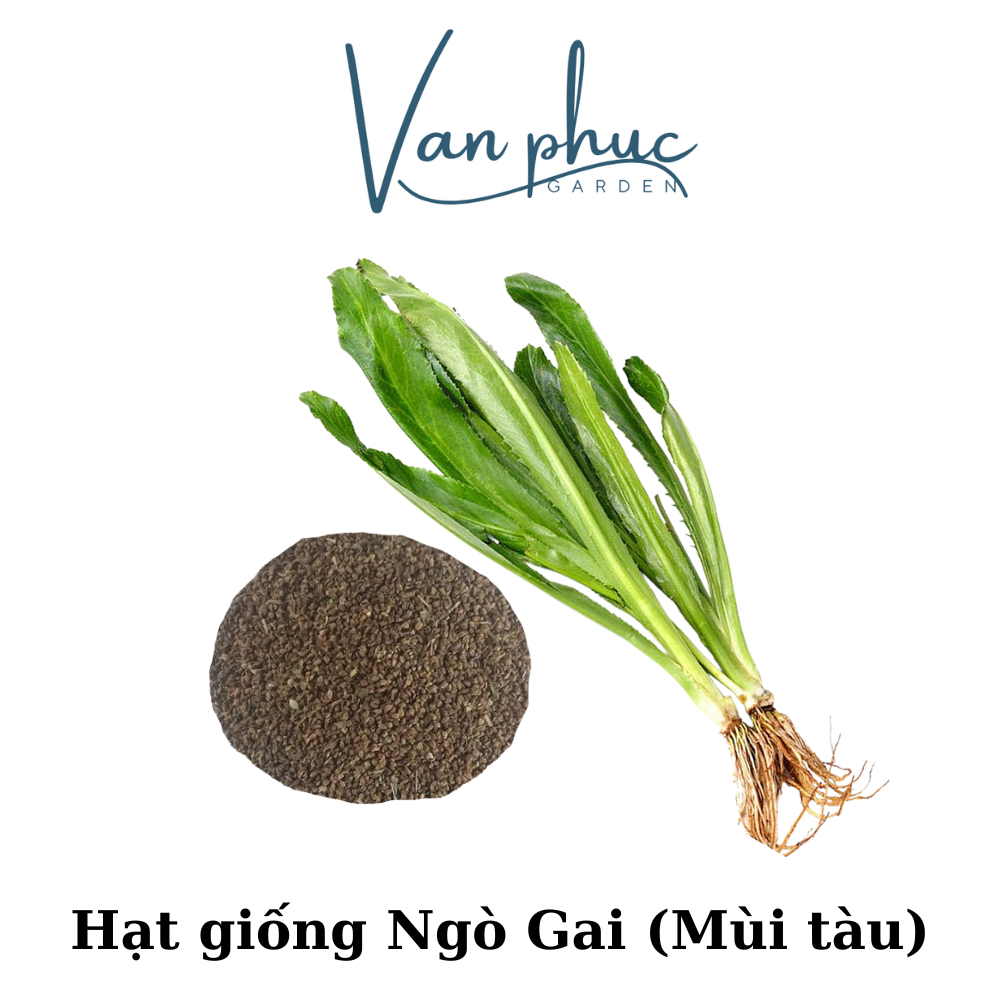 HẠT GIỐNG NGÒ GAI – DỄ TRỒNG, THƠM NGON, GIÀU DINH DƯỠNG
