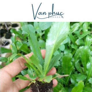HẠT GIỐNG NGÒ GAI – DỄ TRỒNG, THƠM NGON, GIÀU DINH DƯỠNG