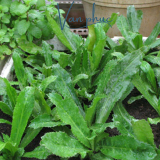 HẠT GIỐNG NGÒ GAI – DỄ TRỒNG, THƠM NGON, GIÀU DINH DƯỠNG