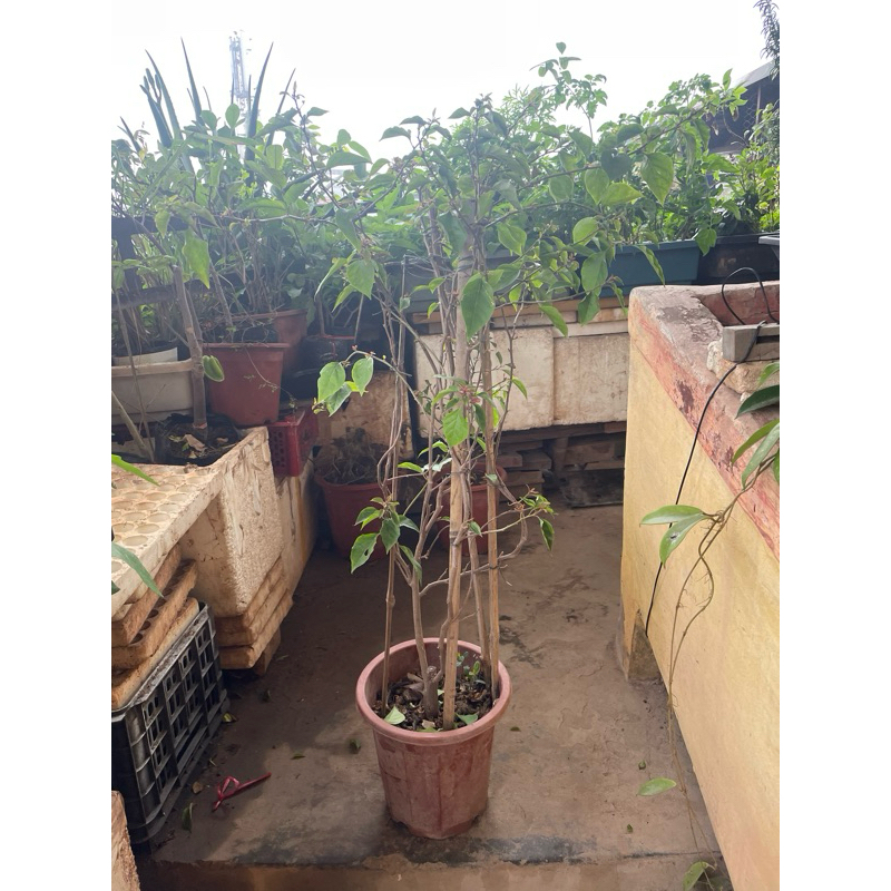 Cây hoa giấy ngũ sắc ( 5 màu)