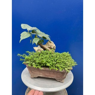 cây bồ đề bonsai thuần chậu