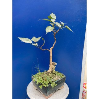 cây bồ đề bonsai thuần chậu