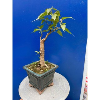 cây bồ đề bonsai thuần chậu