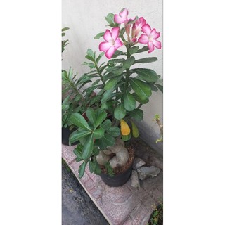 Gốc hoa sứ thái đủ màu
