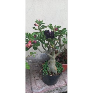 Gốc hoa sứ thái đủ màu