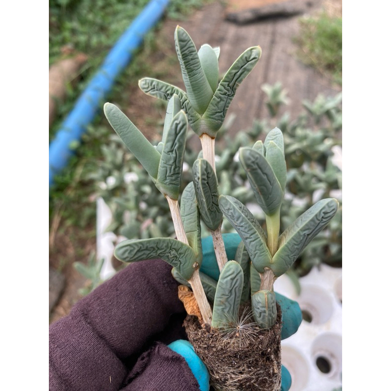 cây sen đá vỉ tim dài thân hoá gỗ_🌱hàng sẵn vườn boybongarden