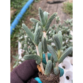 cây sen đá vỉ tim dài thân hoá gỗ_🌱hàng sẵn vườn boybongarden