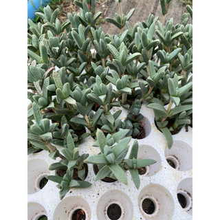 cây sen đá vỉ tim dài thân hoá gỗ_🌱hàng sẵn vườn boybongarden