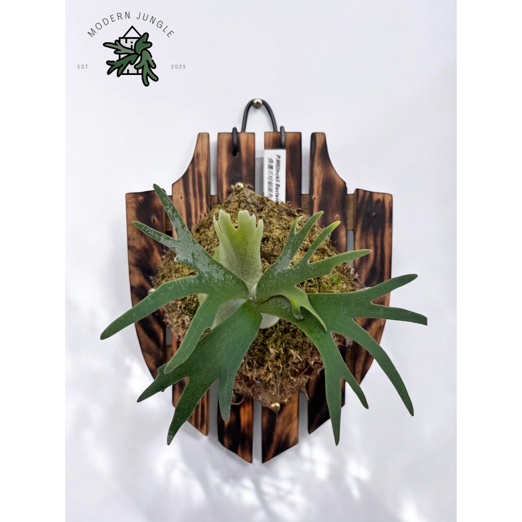 Bảng gỗ ghép ổ rồng, phong lan - Hình khiên