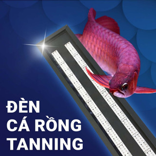 Đèn Hộp Tanning Zako Huyết Long Siêu Tốc