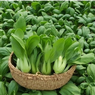 Hạt giống rau cải chíp (cải thìa - cải chít - cải chip) gói 20 gram