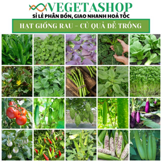 TỔNG HỢP HẠT GIỐNG RAU ĂN LÁ - CỦ QUẢ CÁC LOẠI - HẠT GIỐNG KING PHƯƠNG ĐÔNG NĂNG SUẤT CAO, TỈ LỆ NẢY MẦM TỐT- VEGETASHOP