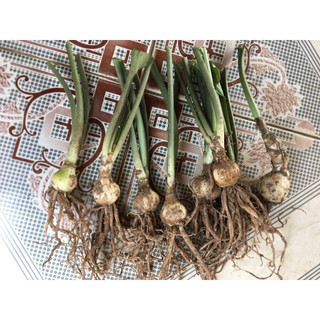 4 củ hoa ngọc trâm (gửi củ như hình 4,5)