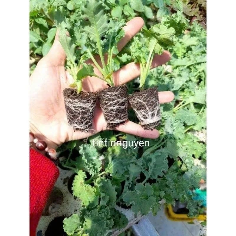 Q7- Cây giống cải kale xoăn xanh, cải kale xoăn tím, kale khủng long xanh, kale red rusian (chỉ giao