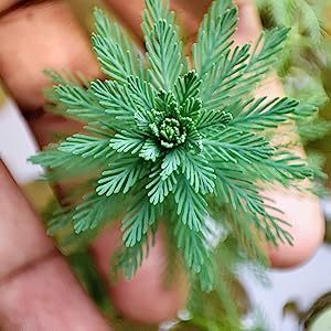 Xương Cá cây thủy sinh lá cạn  - Cây Thủy sinh dễ trồng cho người tập chơi