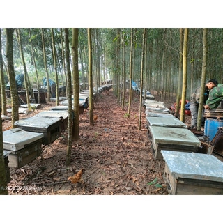 1Lít Mật Ong Rừng Đa Hoa Chuẩn