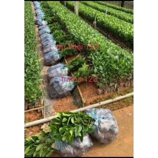 cây trà xanh thái nguyên mua 10 tặng 2