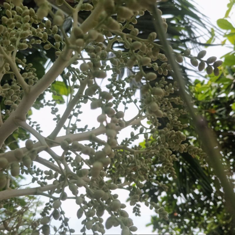 Hoa cau tươi.Hoa cau non.1 buồng