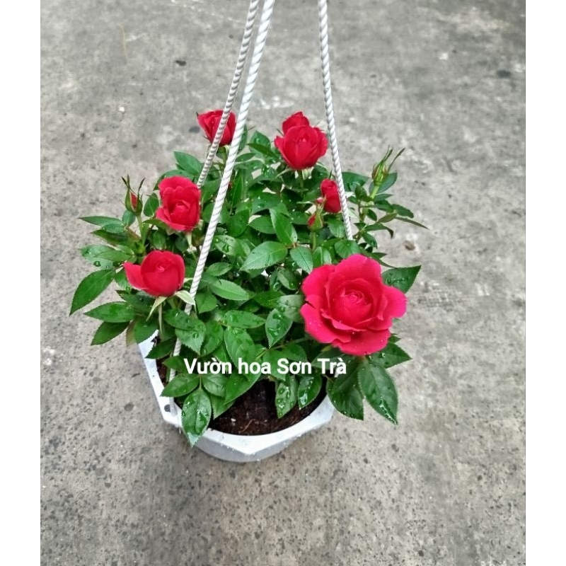 (VHST giao trong ngày) CÂY HOA HỒNG TỶ MUỘI THƠM HÀ LAN