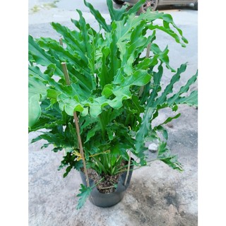 Trầu Bà Thanh Xuân Lớn Cao 1m