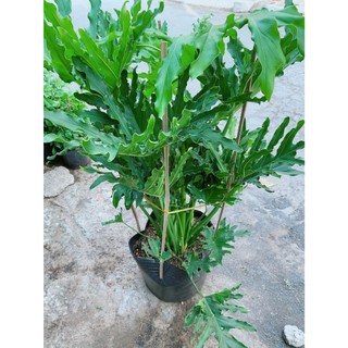 Trầu Bà Thanh Xuân Lớn Cao 1m