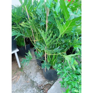 Trầu Bà Thanh Xuân Lớn Cao 1m