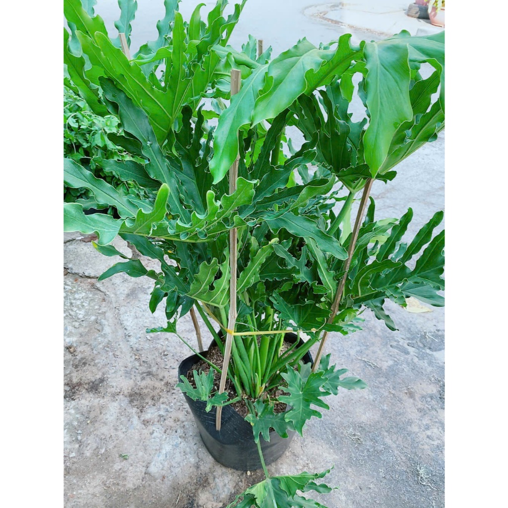 Trầu Bà Thanh Xuân Lớn Cao 1m