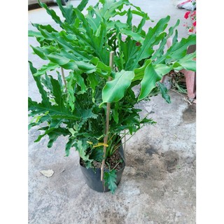 Trầu Bà Thanh Xuân Lớn Cao 1m